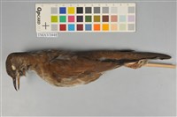 藏品(白腹鶇)的圖片